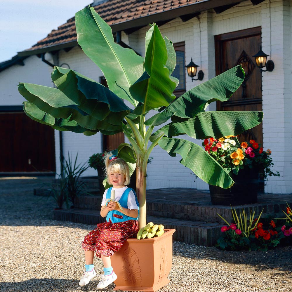 Cavendish_Banana_5
