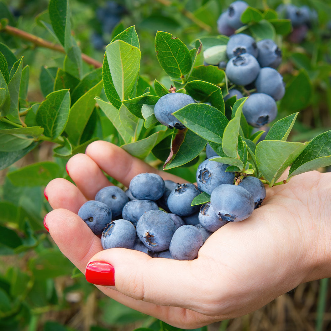 Chandler-Blueberry-1_837281d1-8974-4b55-96f0-c0aec63ca1a1