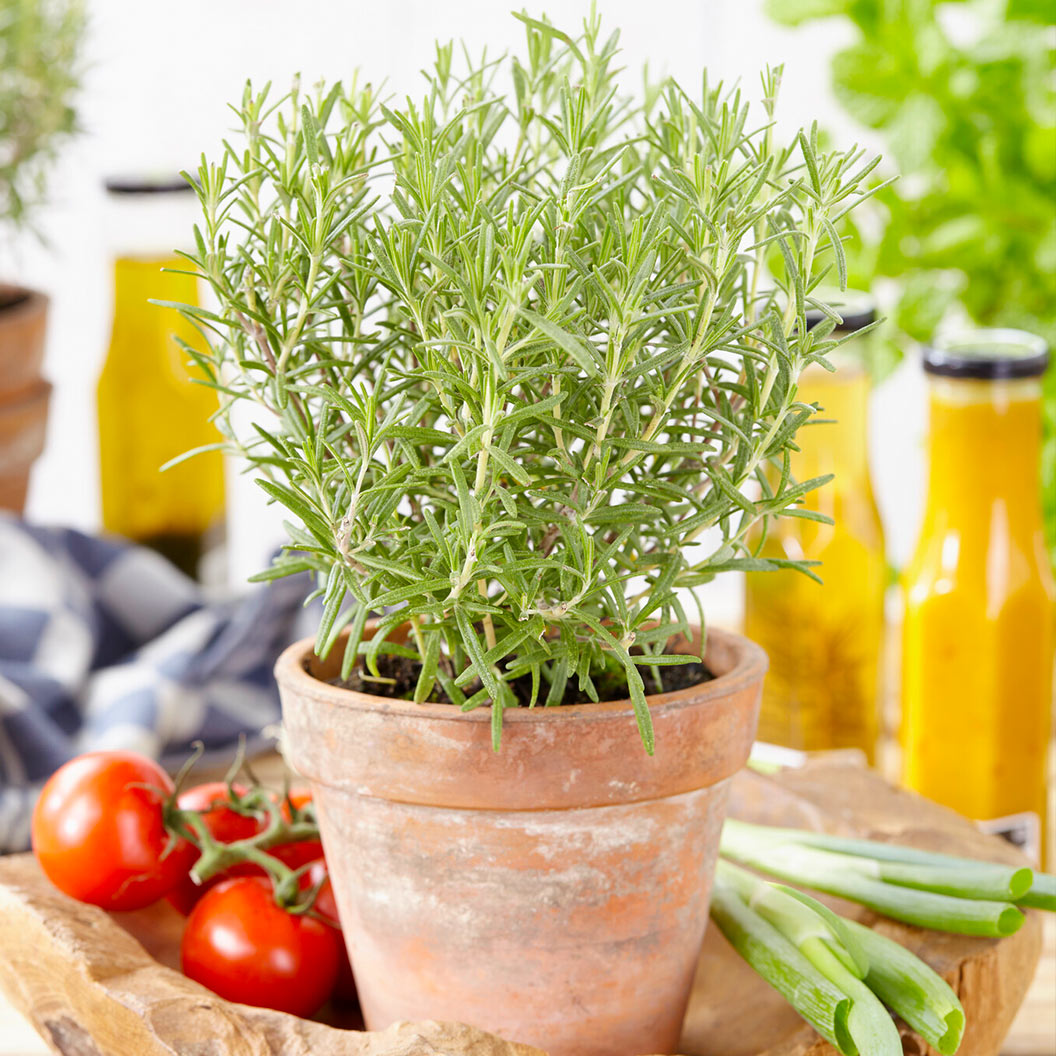 Chef_s-Choice-Culinary-Rosemary-1