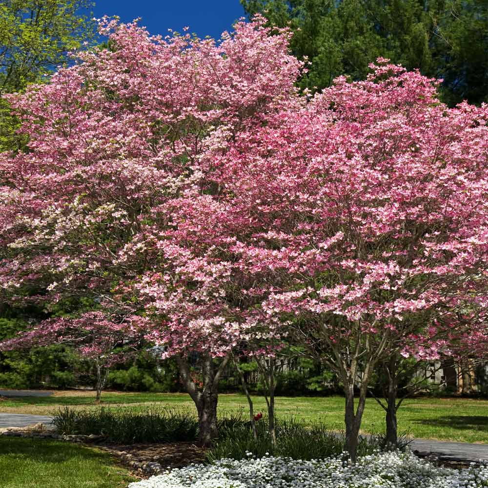 Cherokee_Brave_Dogwood_1_FGT