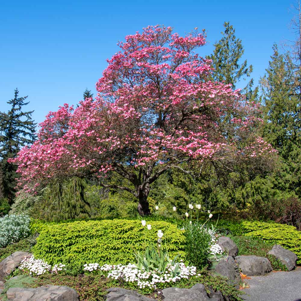 Cherokee_Chief_Dogwood_FGT