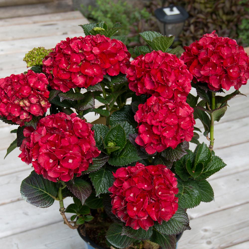 Cherry-Go-Round-Hydrangea_5