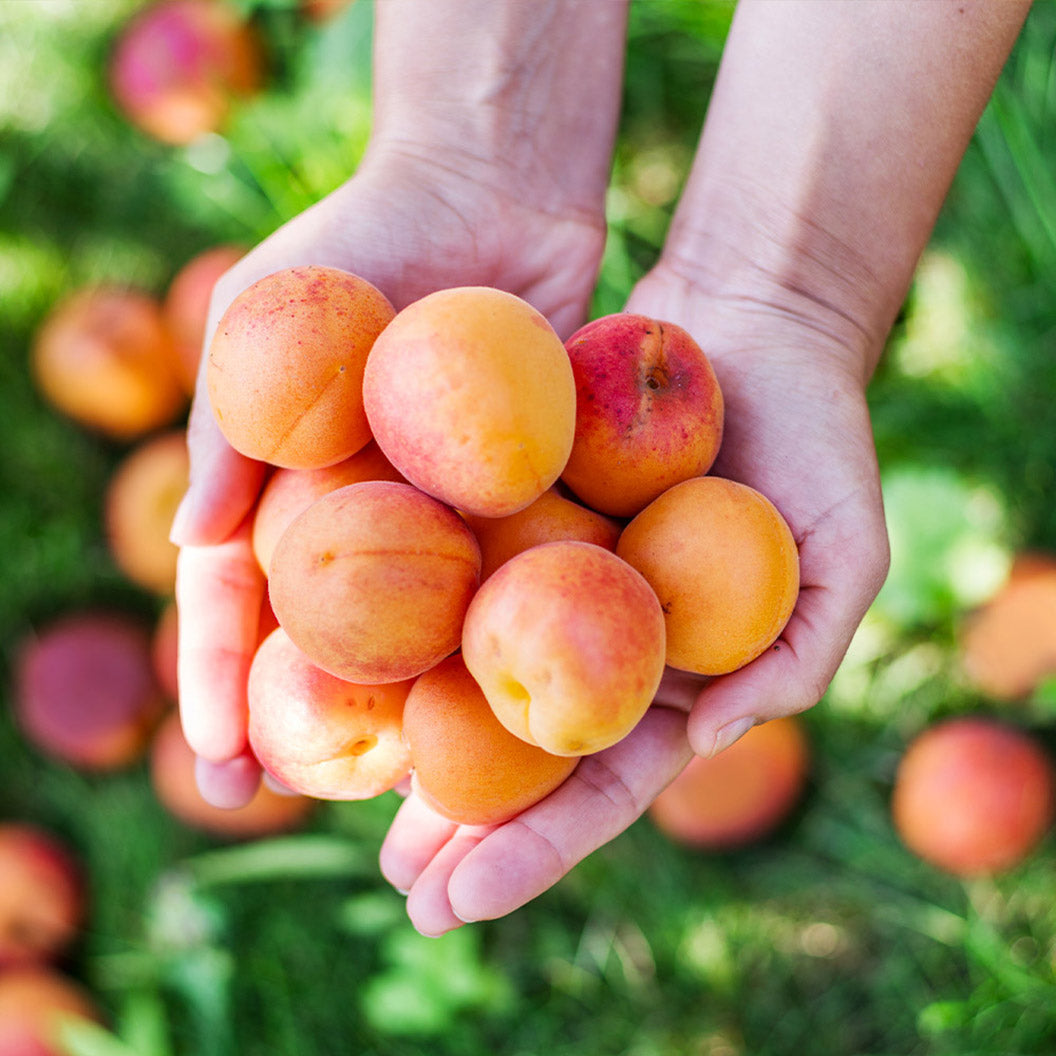 Chinese_Mormon_Apricot_1_def7db25-e9ba-4382-b0ba-e13cfb21b526