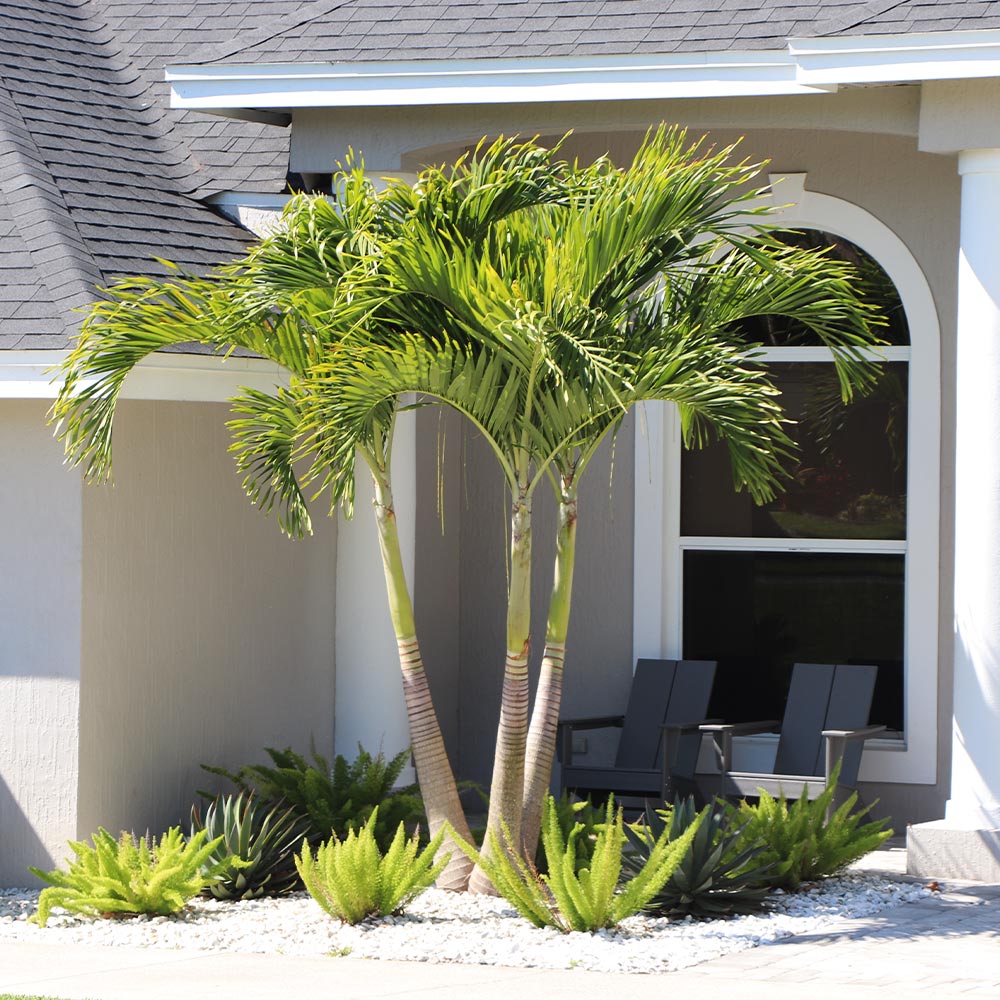 Christmas_Palm_9_FGT