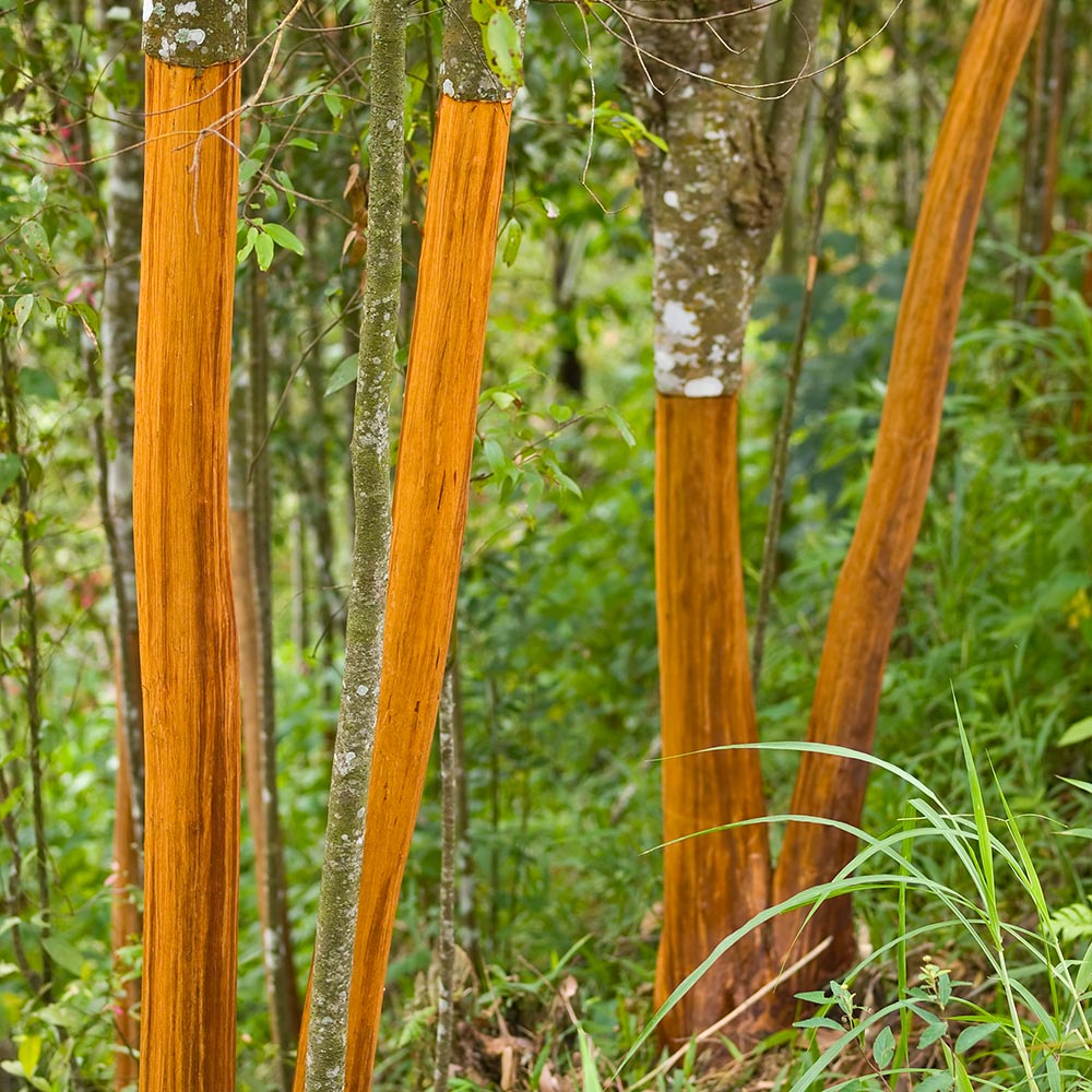 Cinnamon_Tree_8_FGT