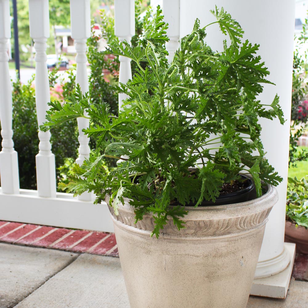 Citronella_Plant_7_FGT