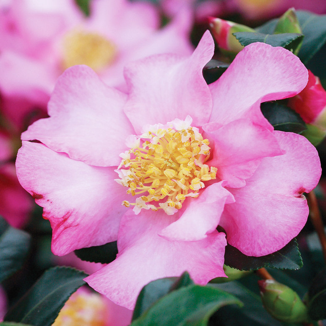 Cleopatra-Camellia-1_bd30d48c-854b-4422-a511-be26499bf0c2