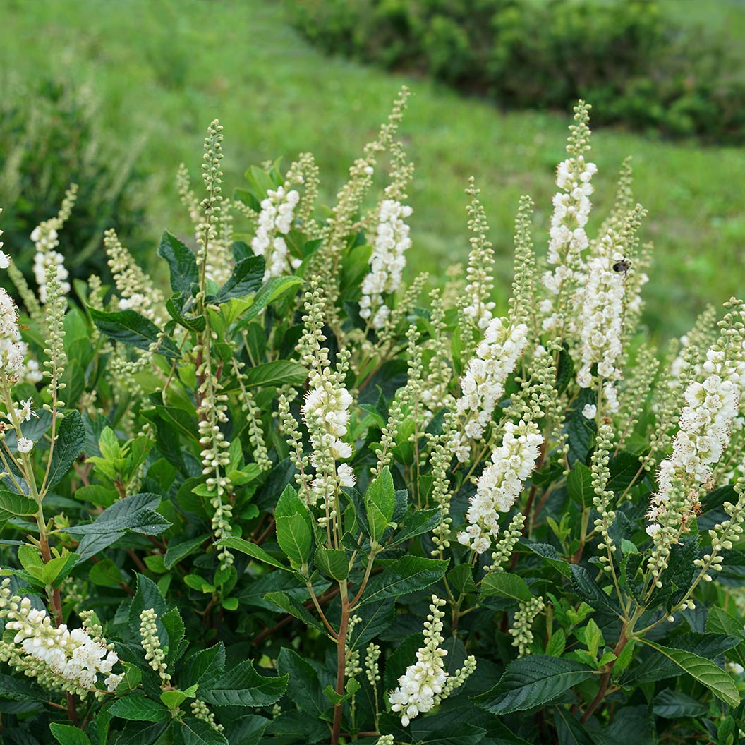 Clethra-Ripple-Effect-summersweet-1_2c23be2a-18da-47c1-b06a-7149ee9f872d