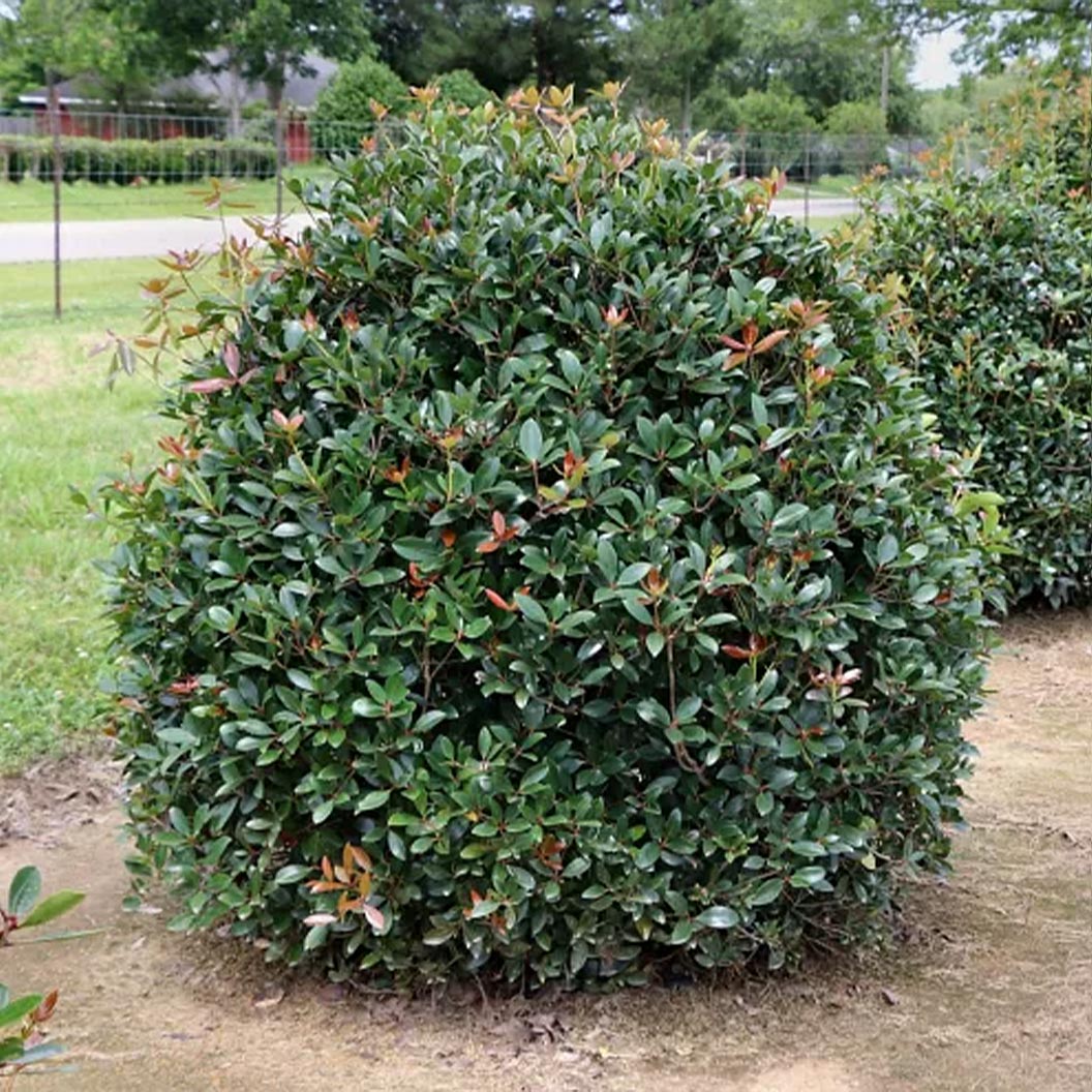 Cleyera-Japonica-5_255cc203-0f5b-4d2f-8a87-9174ffbde6ee