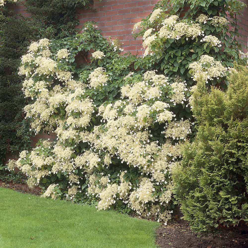 Climbing_Hydrangea_1_FGT