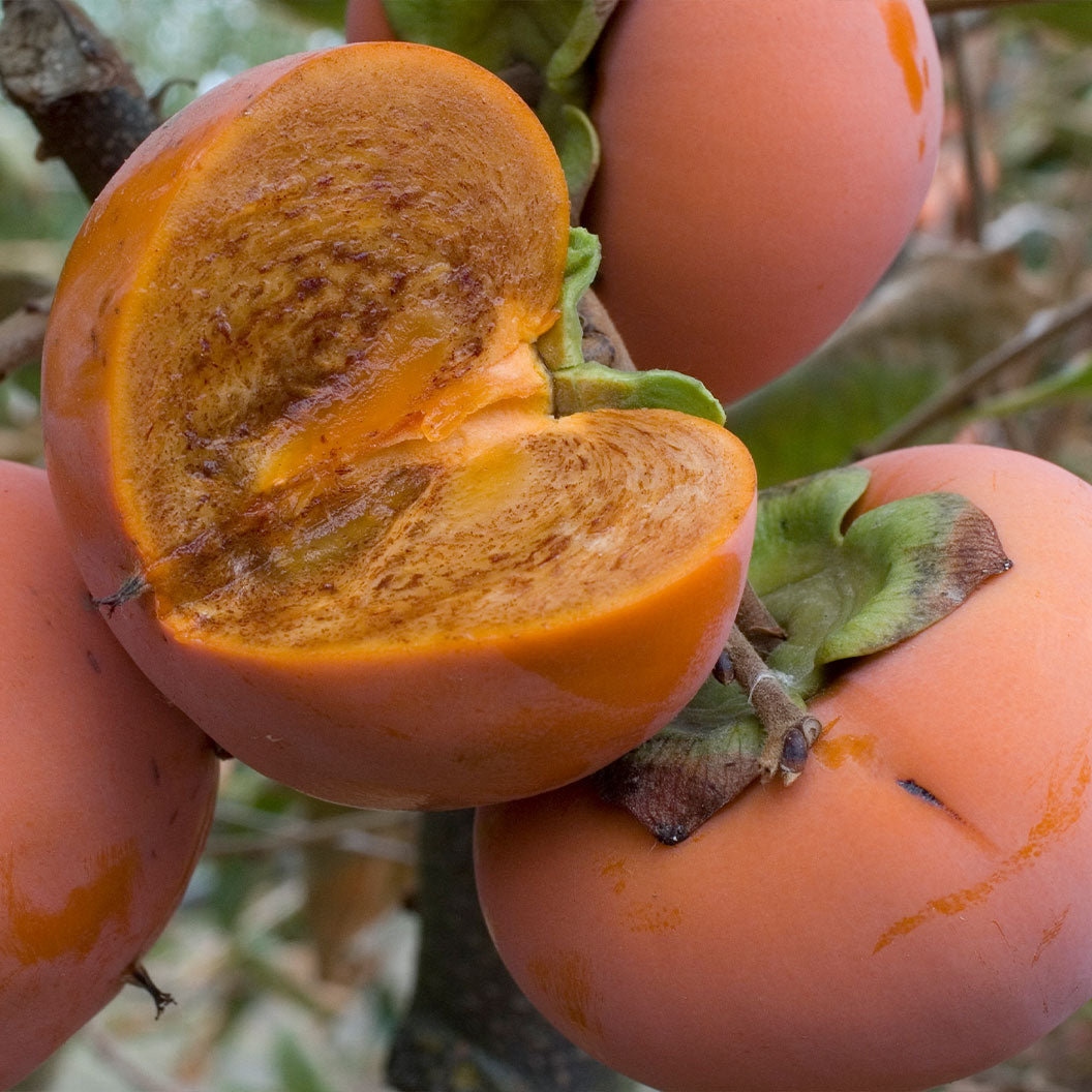 Coffeecake-Persimmon-Tree-3_744c02ae-bf01-43b6-bf5f-05bc014192c0