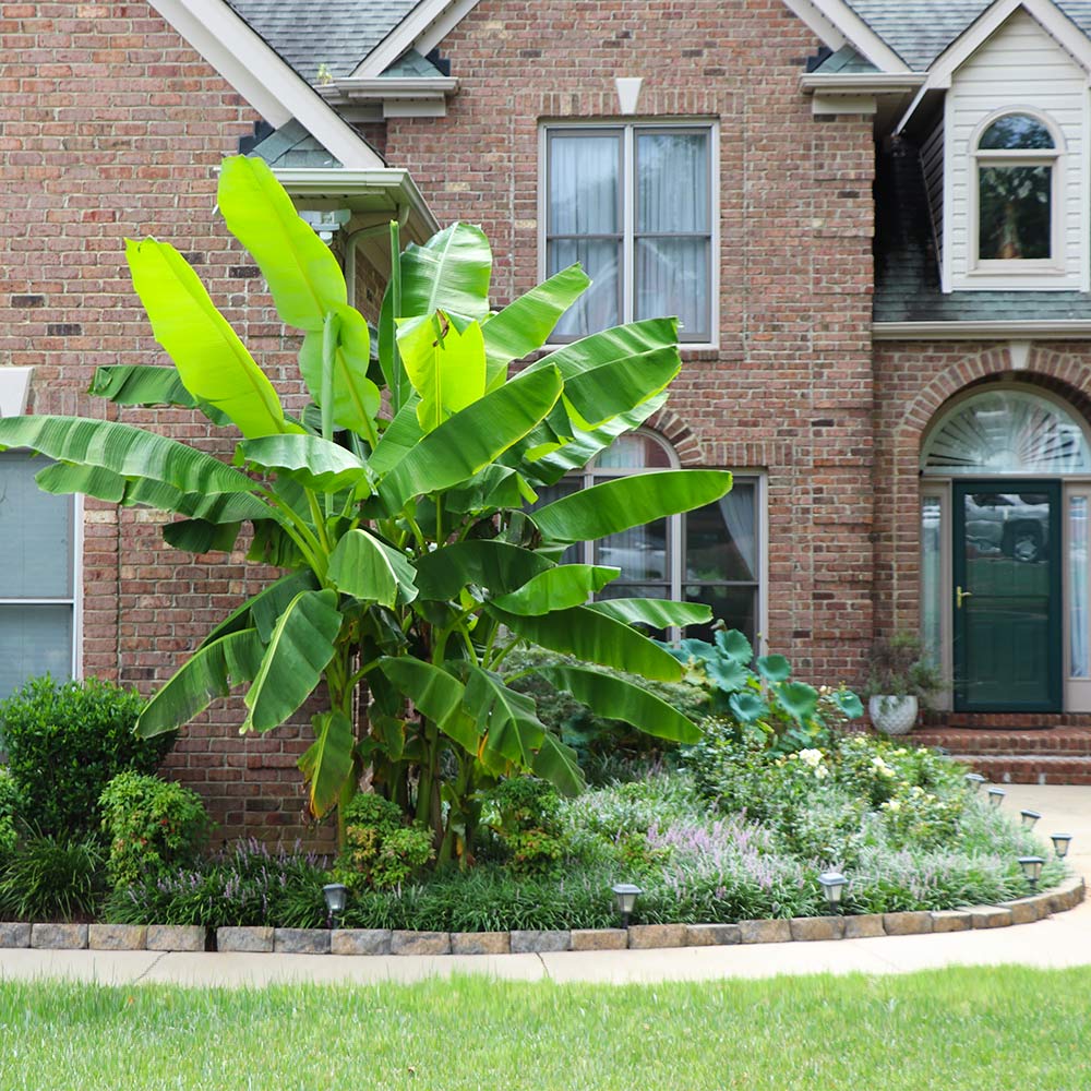 Cold_Hardy_Banana_Tree_FGT_2