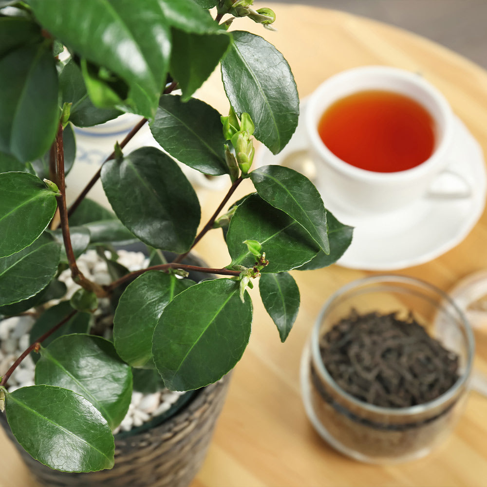 Cold_Hardy_Tea_3_FGT