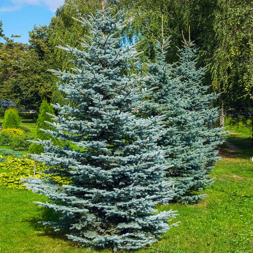 Colorado_BLue_Spruce_6
