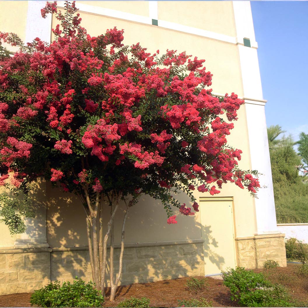 Colorama-Coral-Crape-myrtle1_10fc067d-ce93-40eb-a0cb-a797a413fd93