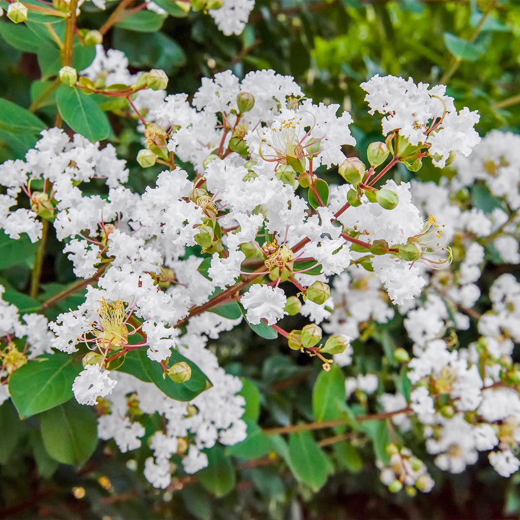 Colorama-Pearl-Crape-Myrtle-1_1adbcbde-b1d1-4d36-86fa-7b1a81085b86