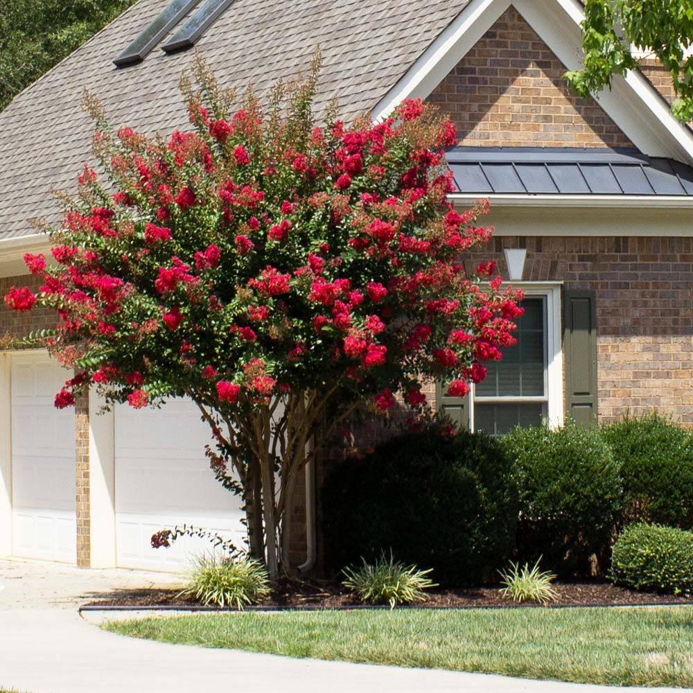 Colorama_Scarlet_Crape_Myrtle_1