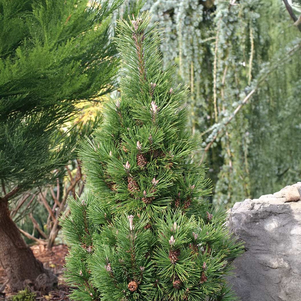 Columnar-Pine-1_83fb4dc3-df37-410e-b756-6330bf8d67e8