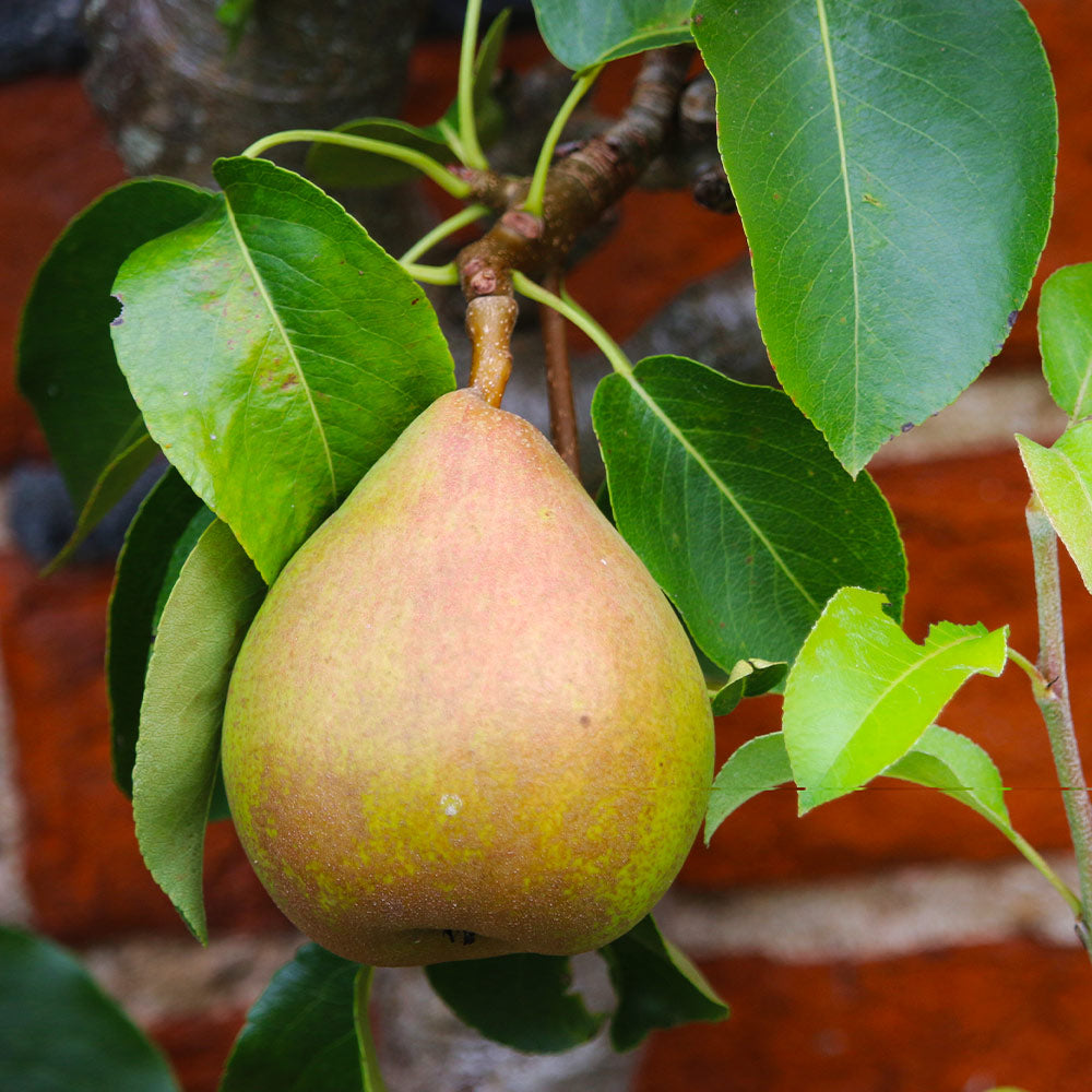 Comice_Pear_3_FGT_560f79e2-27fd-4060-a689-00f41e8c0a2c