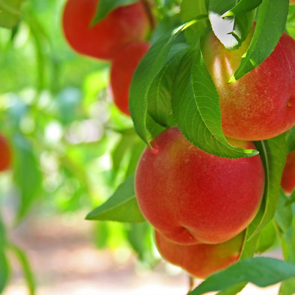 Contender_Peach_Tree_2