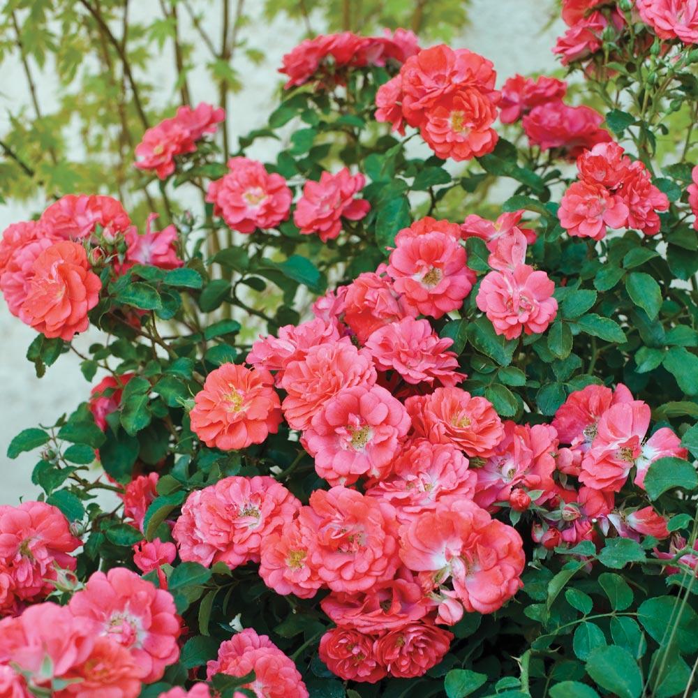 Coral_Drift_Rose_1_FGT