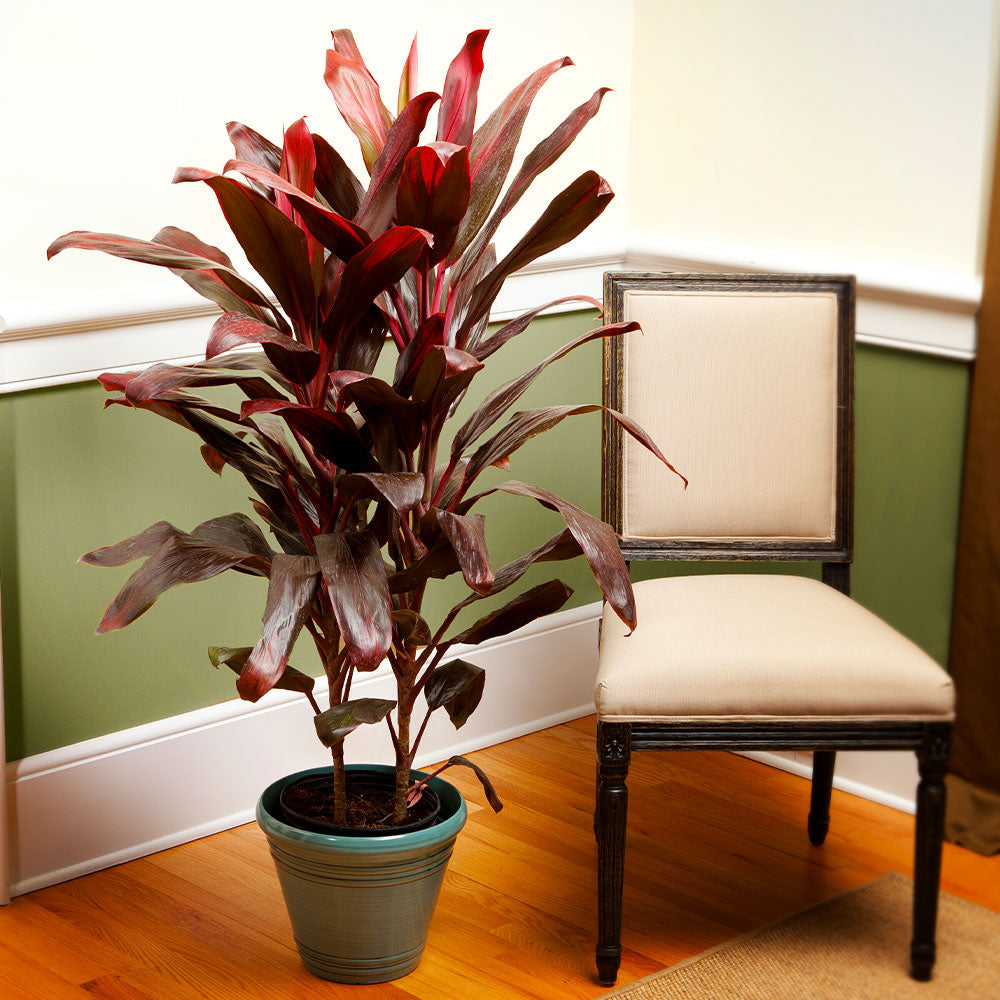 Cordyline_Ti_tree_3