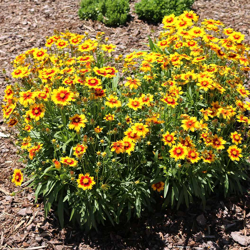Coreopsis-Uptick-Gold-_-Bronze-2_de08bc12-724a-4ac9-bdc9-d5f85f6ca78b