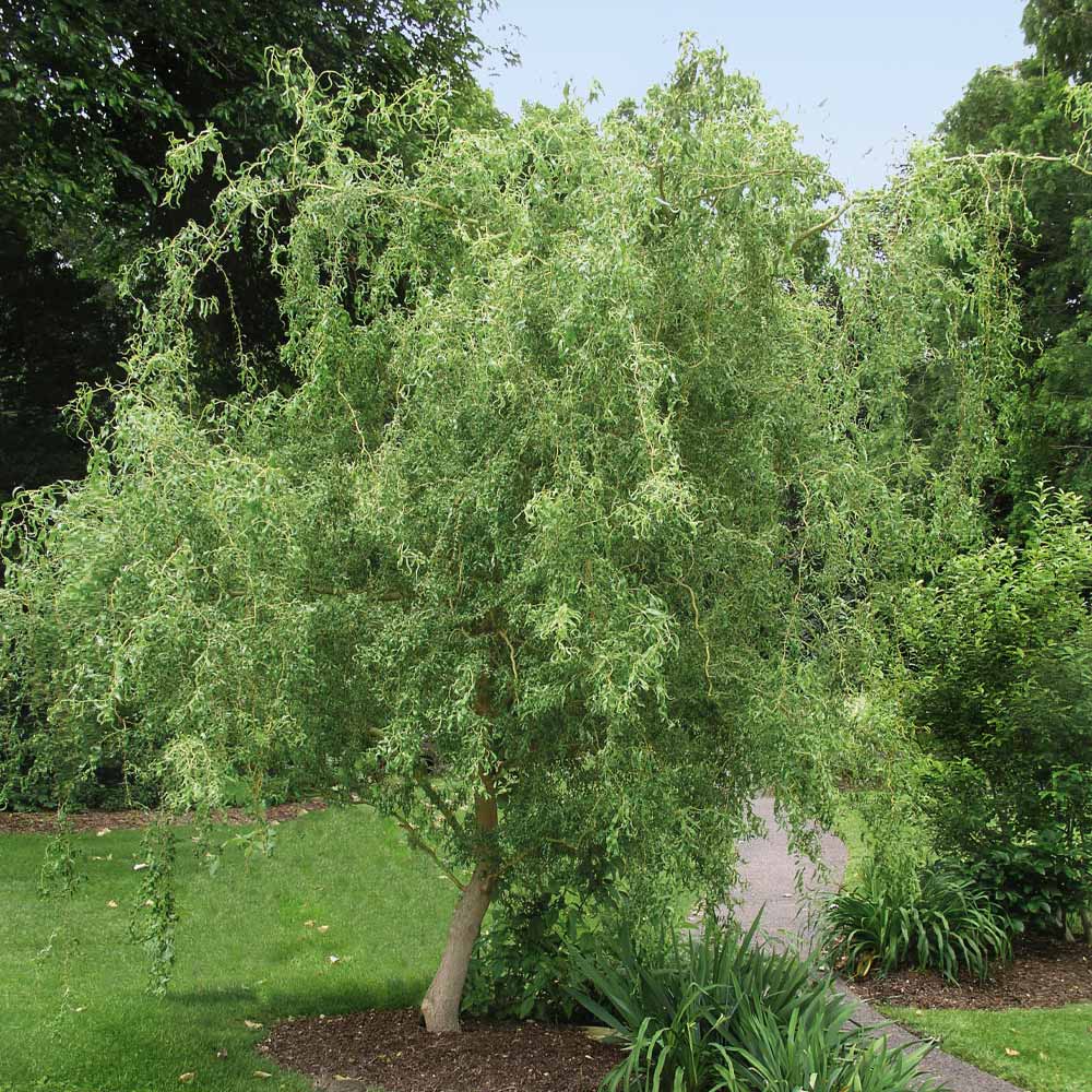 Corkscrew_Willow_9