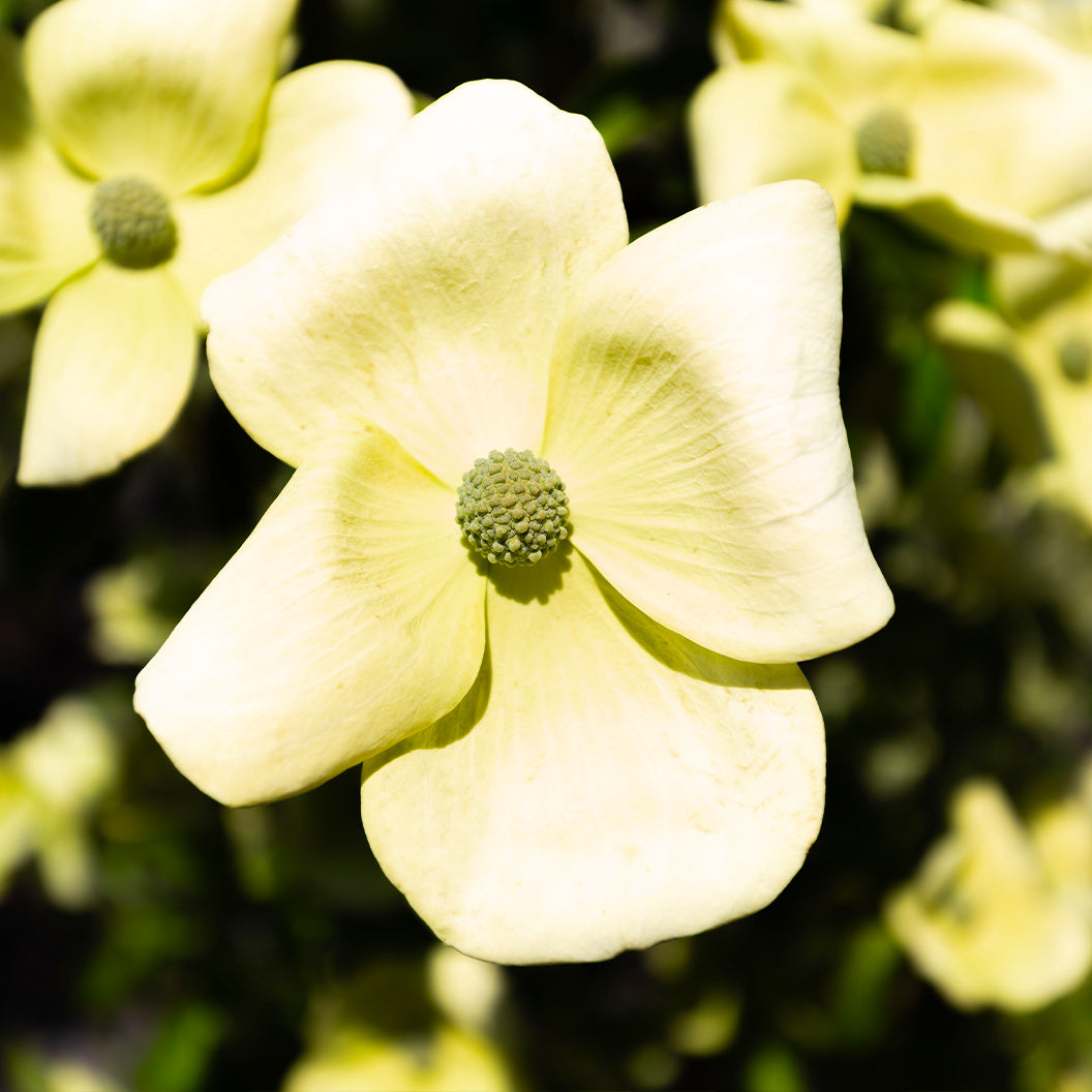 Cornus-capitata-Mountain-Moon-2_6075fcd4-6852-4165-8d8a-c2351ada93a7