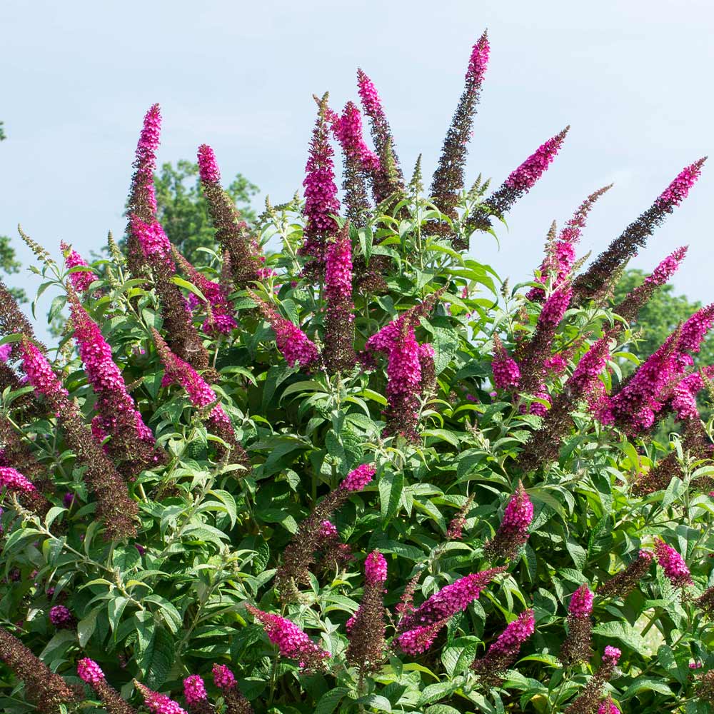 Cran-Ras_Butterfly_Bush_2