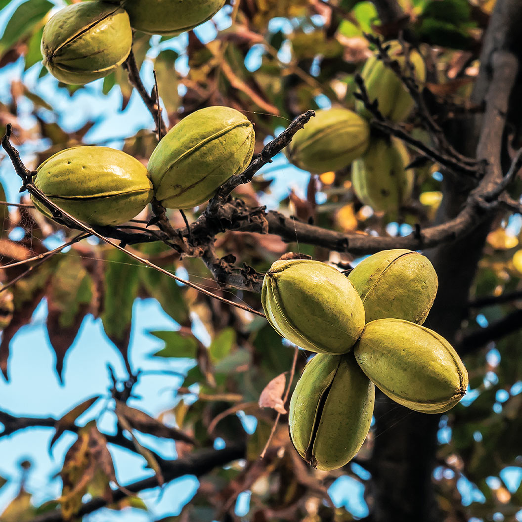 Creek-Pecan-TRee-1_7a9e47d8-e650-43a8-9ca4-38cf4770a92d