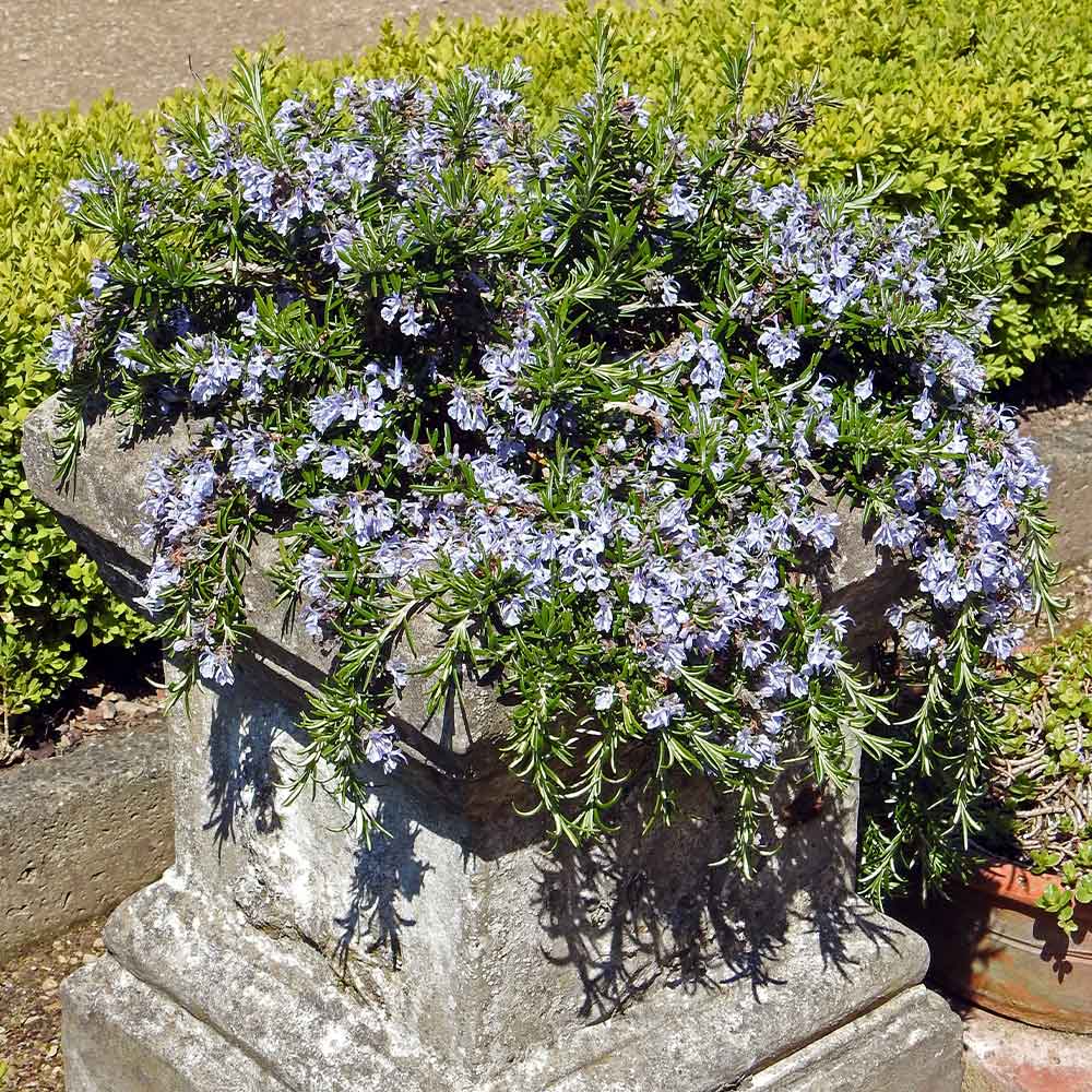 Creeping_Rosemary_2_FGT_83e702e4-835b-4d6c-bb3f-07d6233ef288