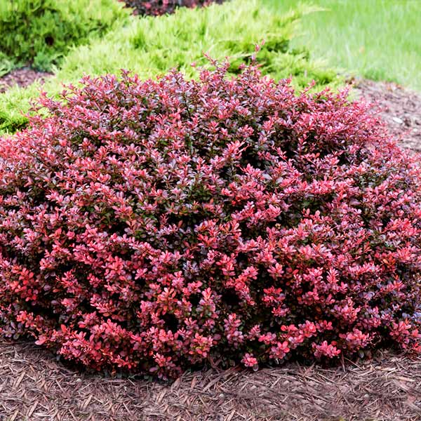 Crimson-Pygmy-Barberry_FGT_600x600_ee53df47-761e-4675-8ea0-ada3b6807c73