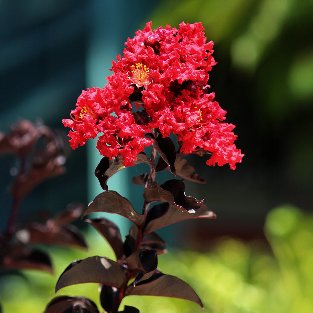 Crimson-Red-Crape-Myrtle-2_9d81c9e9-cd46-4390-95f8-17bd451b13d9