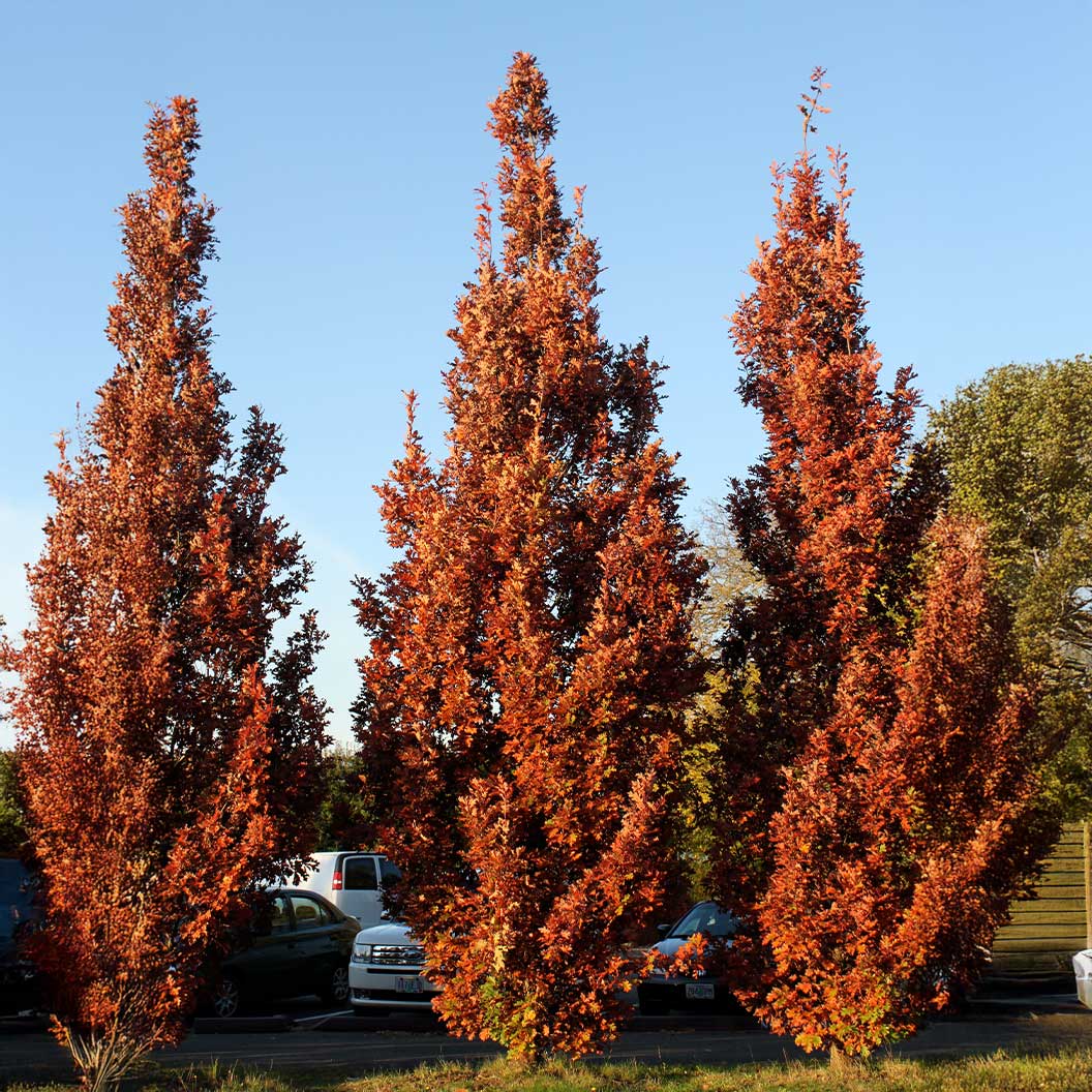 Crimson-Spire-Oak-3_85fd3ed1-3b9a-4d58-ae4a-9f80464b86de