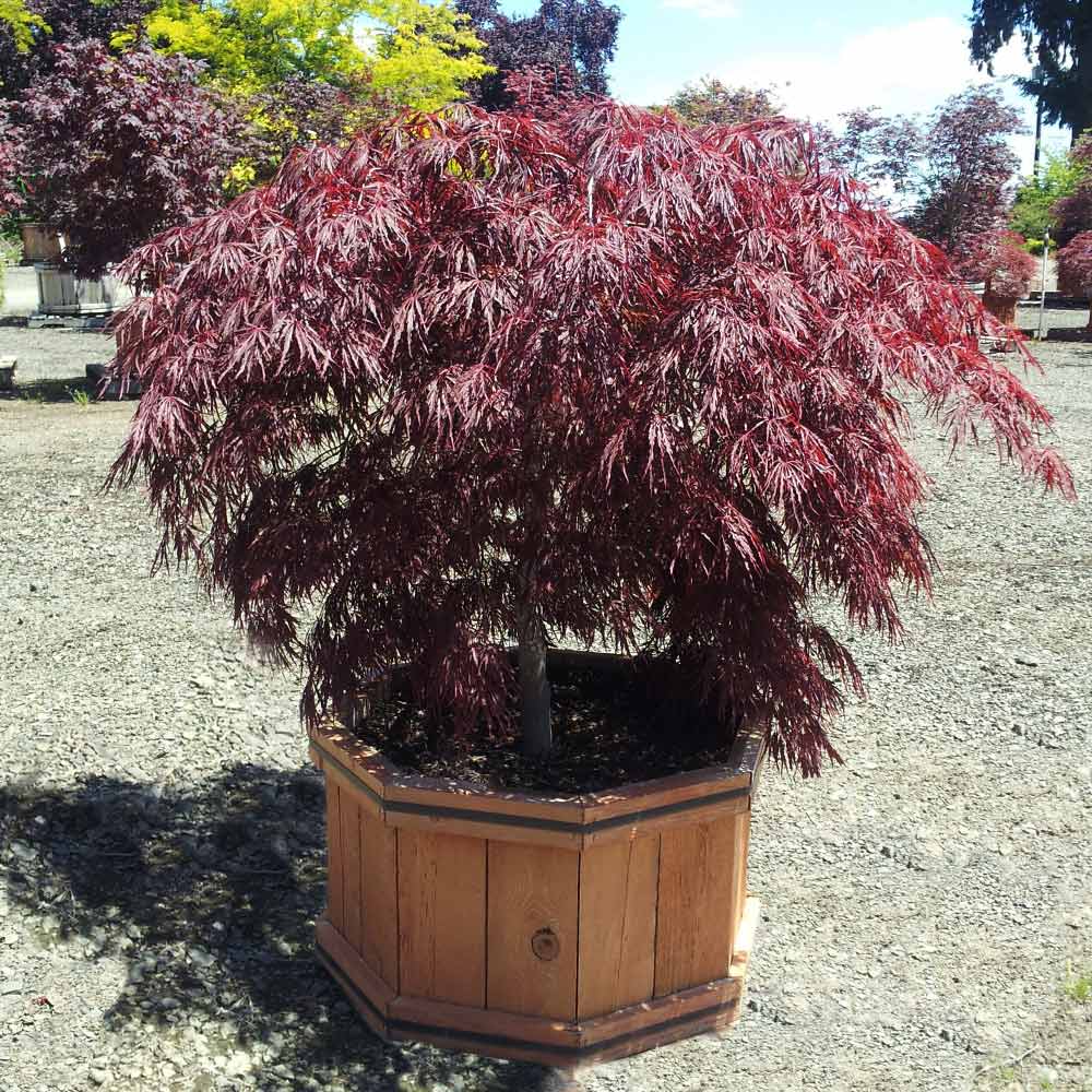 Crimson_Queen_Japanese_Maple_1