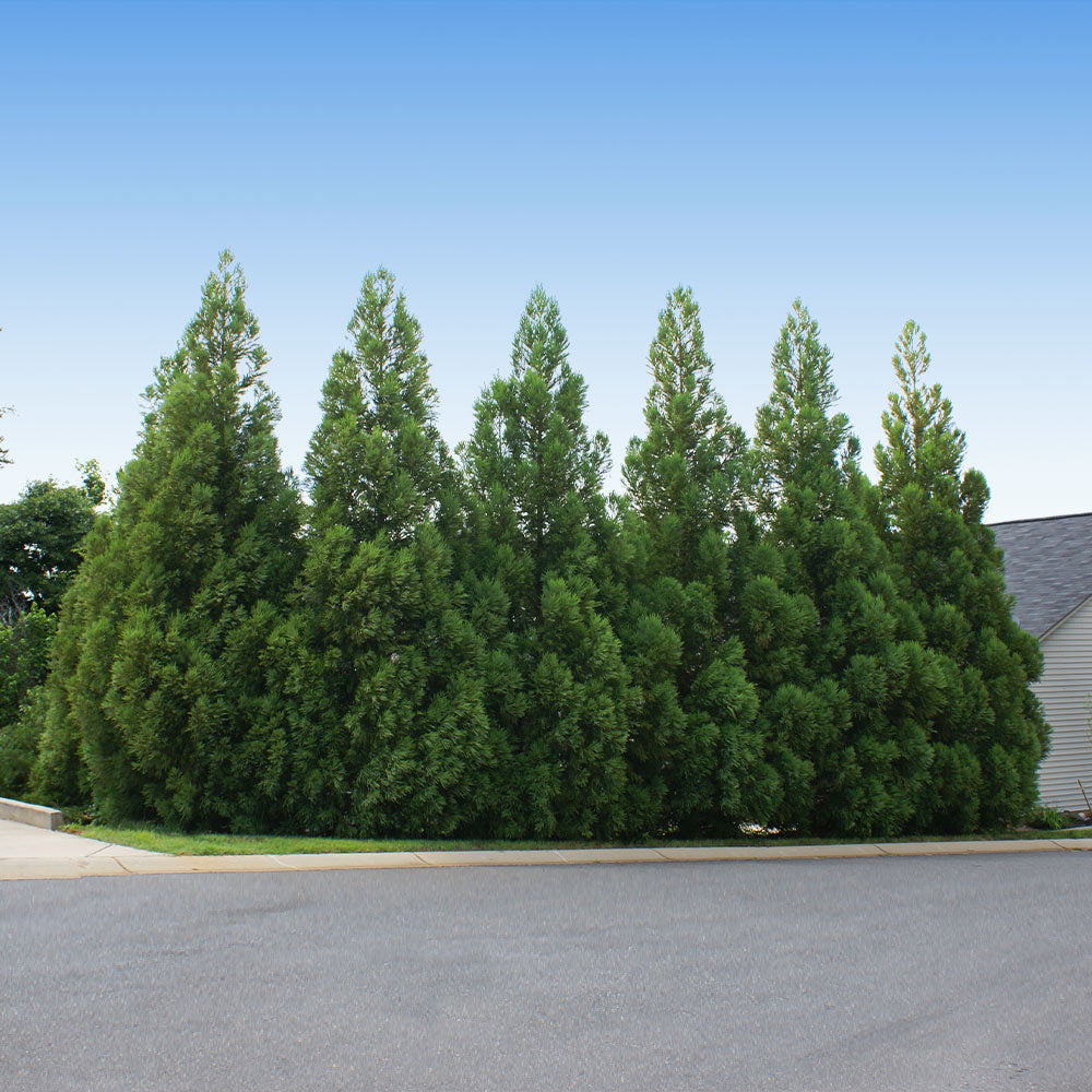Cryptomeria_Radicans_1