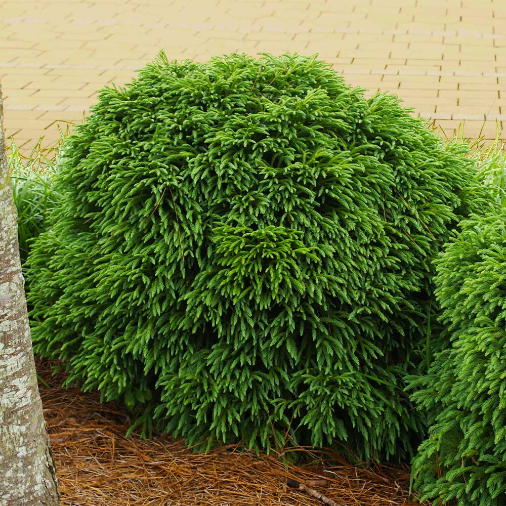Cryptomeria_Radicans_6_dc6994c6-a3f1-4a35-96f4-852d1aa9cd63
