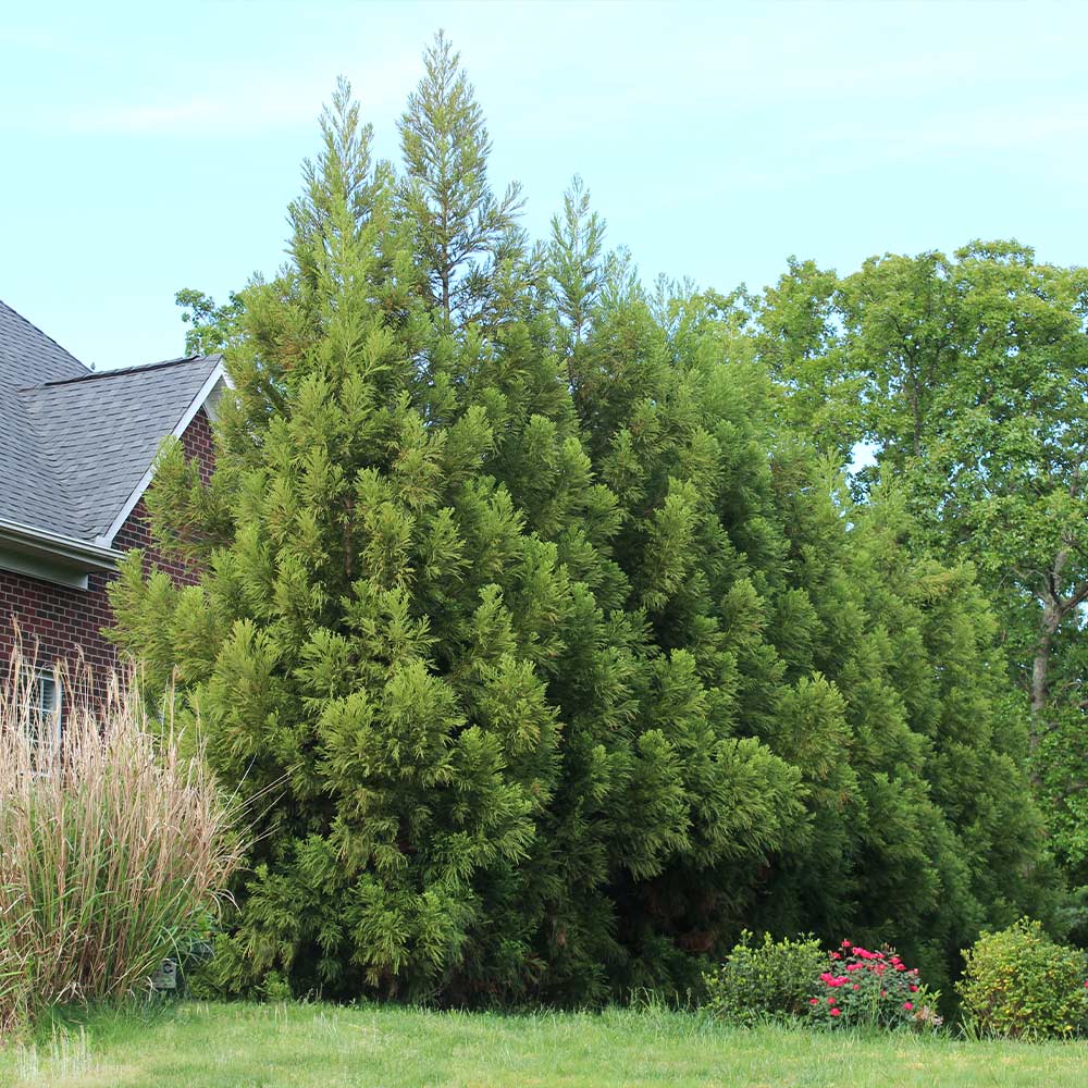 Cryptomeria_Yoshino_3