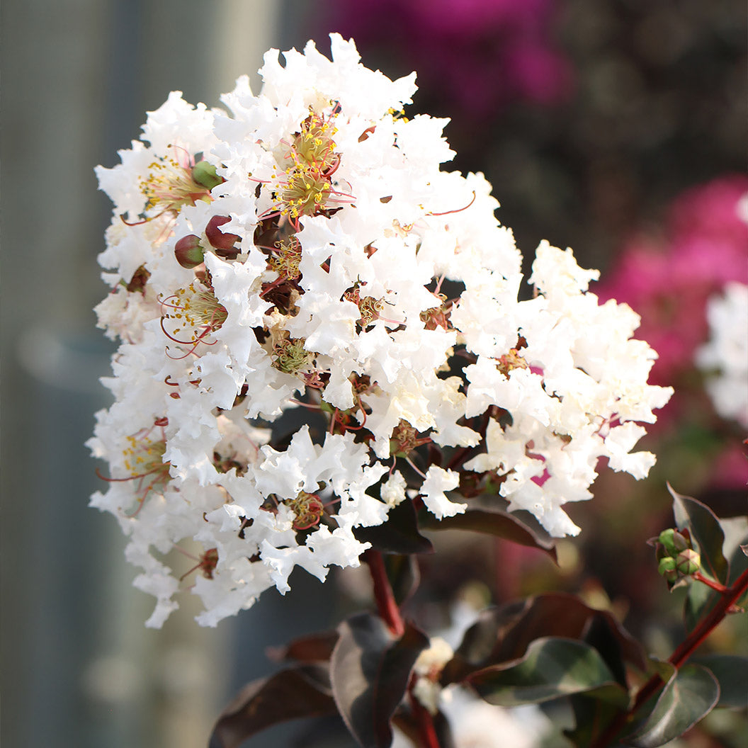 Crystalline-Crape-Myrtle-1_cdbb5238-6b4b-4973-8935-c607018bf7c3