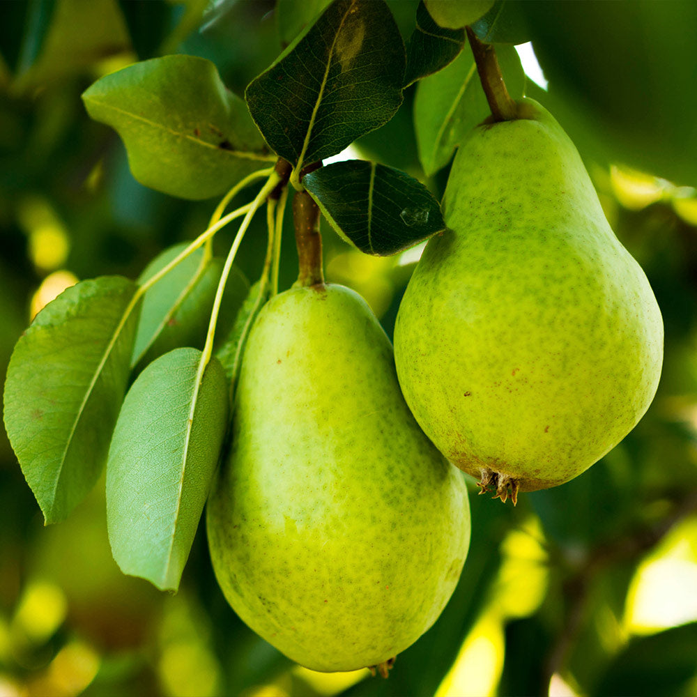 DAnjou_Pear_2FGT_4e40dcdf-ec59-4824-a209-275715c5f127