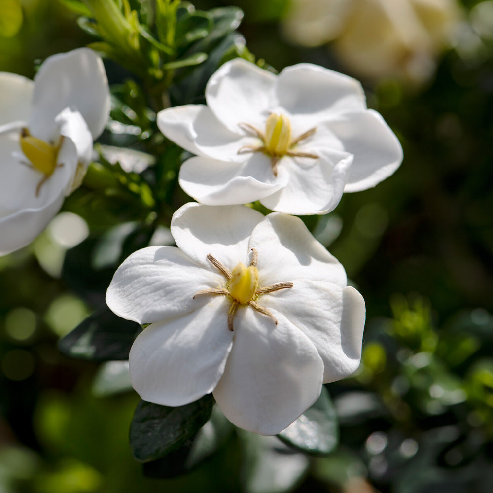 Daisy-Gardenia_1_f2bf672d-99e8-4923-81fa-6a5140152b3a