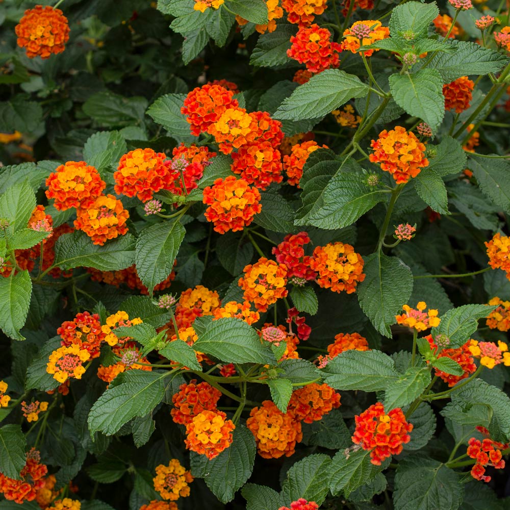 Dallas_Red_lantana_FGT