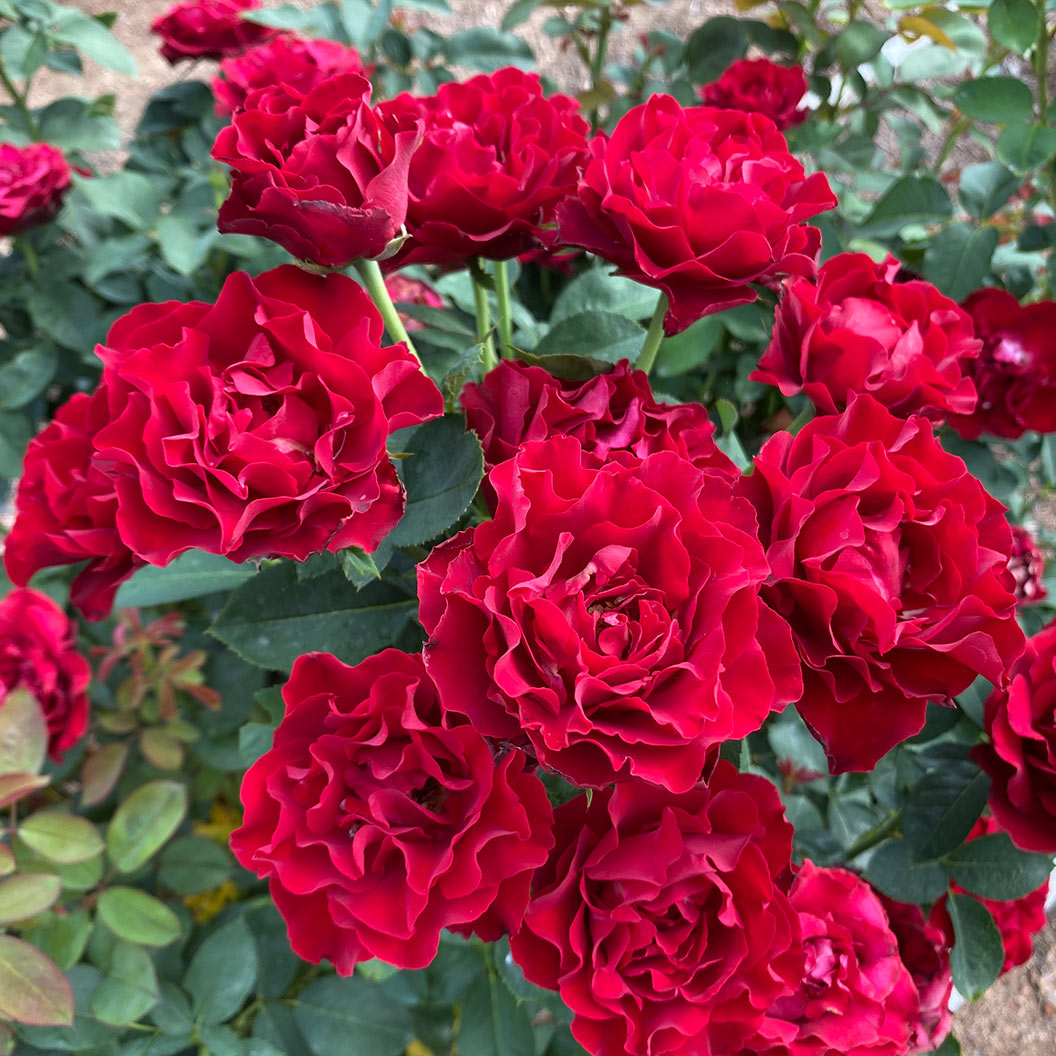 Dancing-in-the-Dark-Rose-4