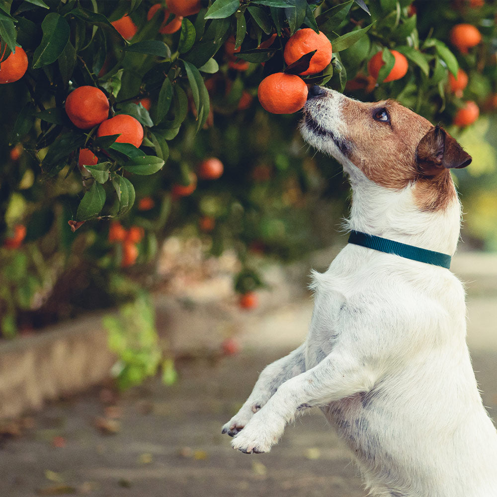 Dancy_Tangerine_4_FGT
