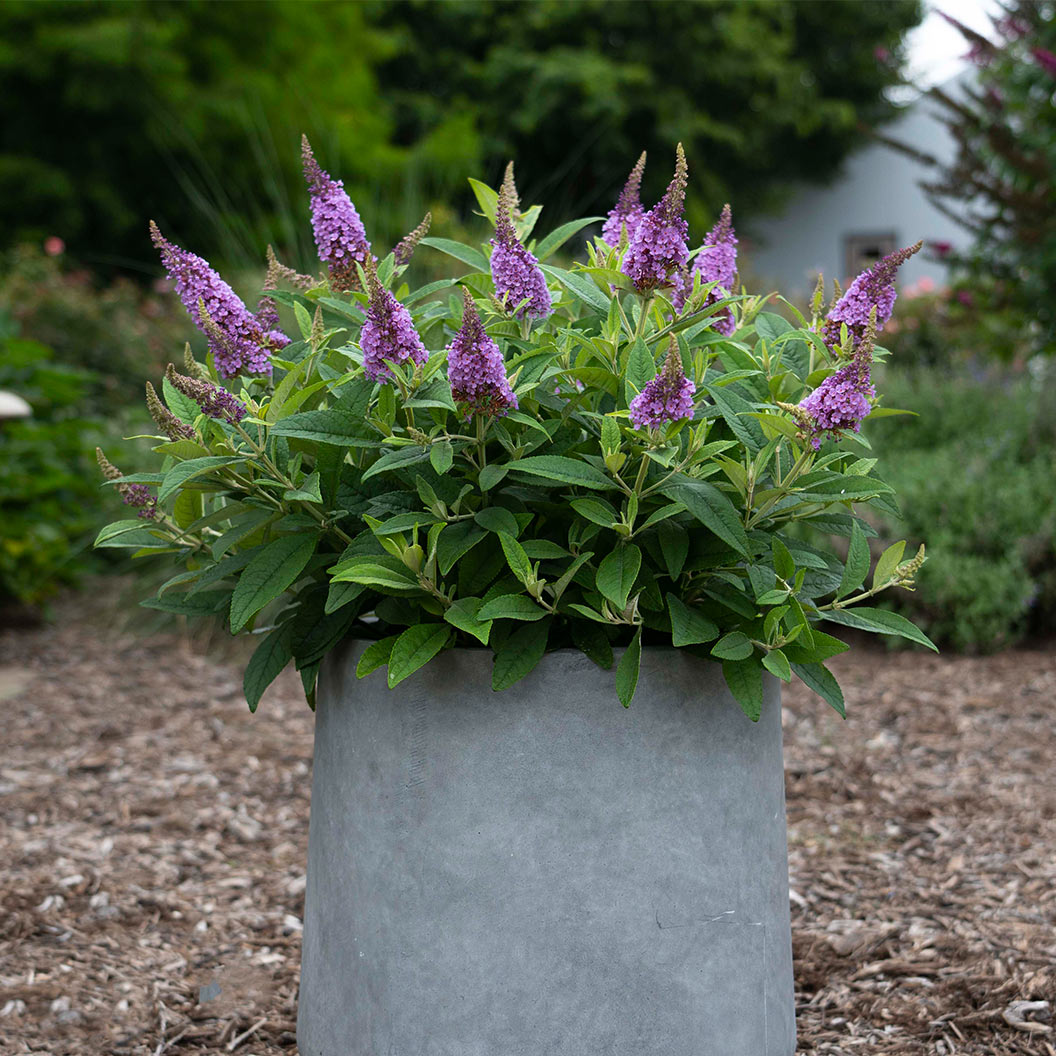 Dapper-Lavender-Butterfly-Bush-5_abb859c6-56d8-4324-856c-cc25f23487c2