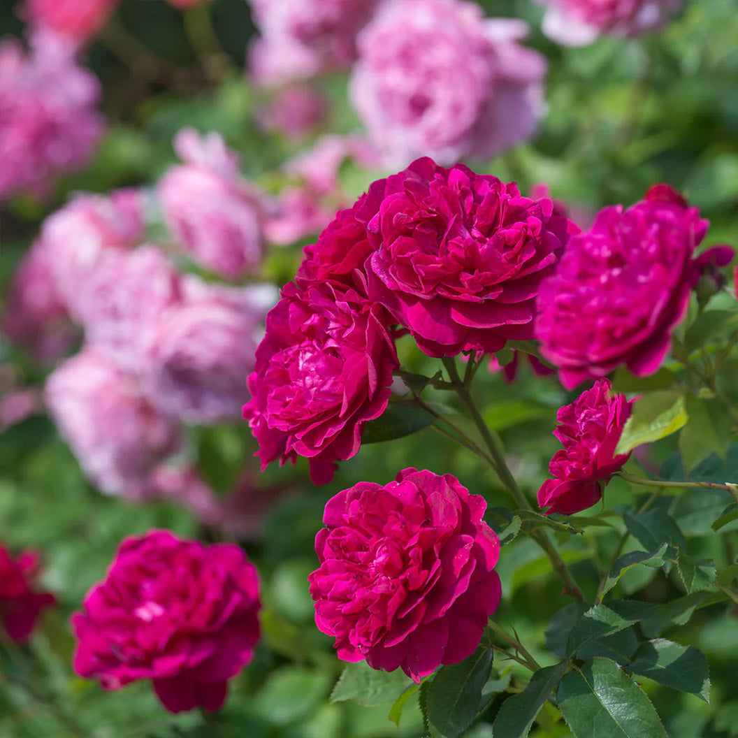 Darcey-Bussell-rose-1_bfbf95cf-2ef1-46cb-9e65-775ae8b03582