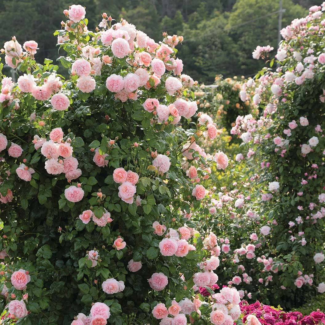 David-AUstin-Strawberry-Hill-Rose-2_033c5871-a99b-4e7e-ae26-3cb71bd4f5ed
