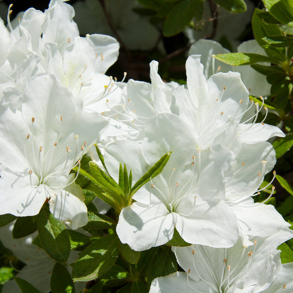 Delaware_Valley_Azalea_1