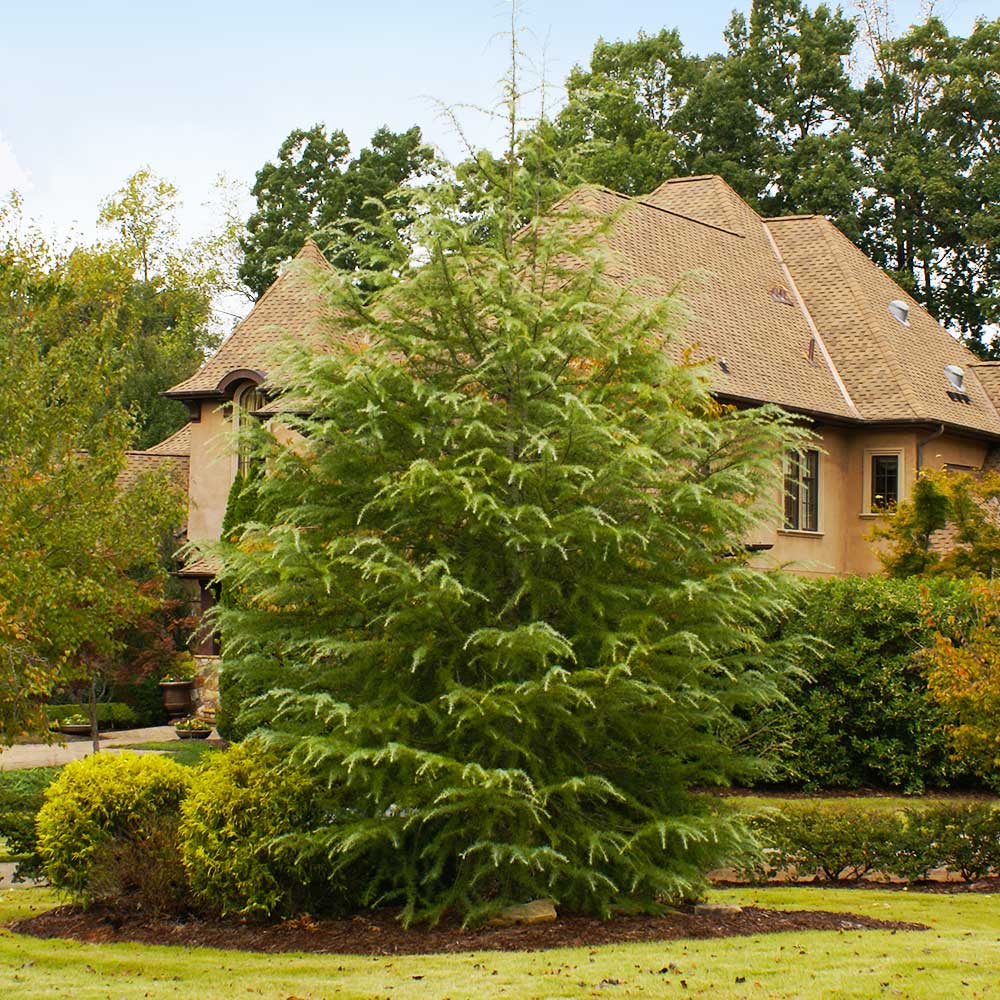 Deodar_Cedar_7_FGT